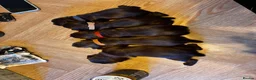 Cocker Spaniel dogs for sale: Well Bred KC Working Cockers in Chelmsford - Advert 1