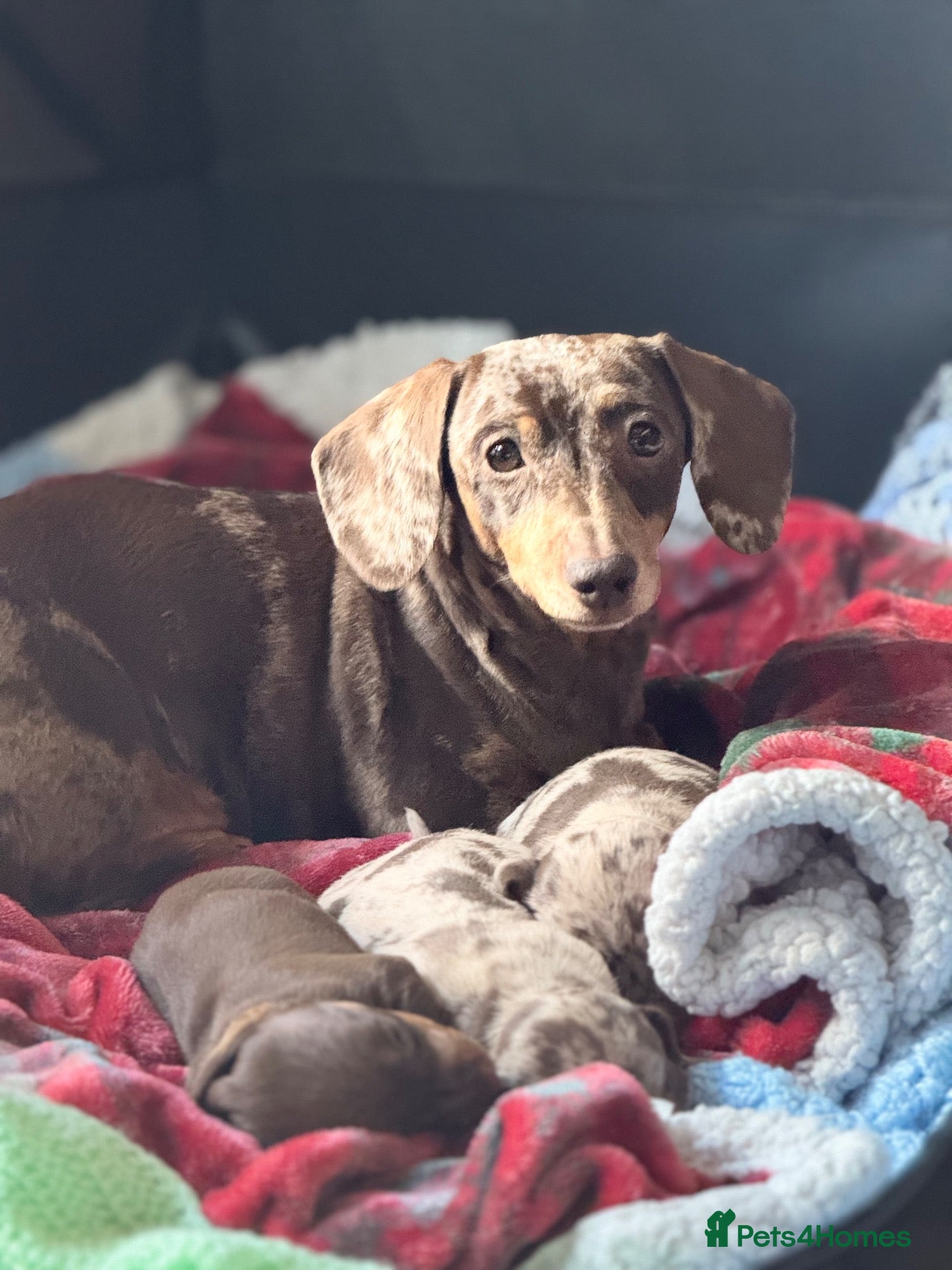 Miniature Dachshund dogs for sale: Miniature dachshund little girl brown and tan  - Advert 9