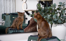 Abyssinian cats for sale: Vanilla Boy-Exceptional Abyssinian-Champion line - Advert 22