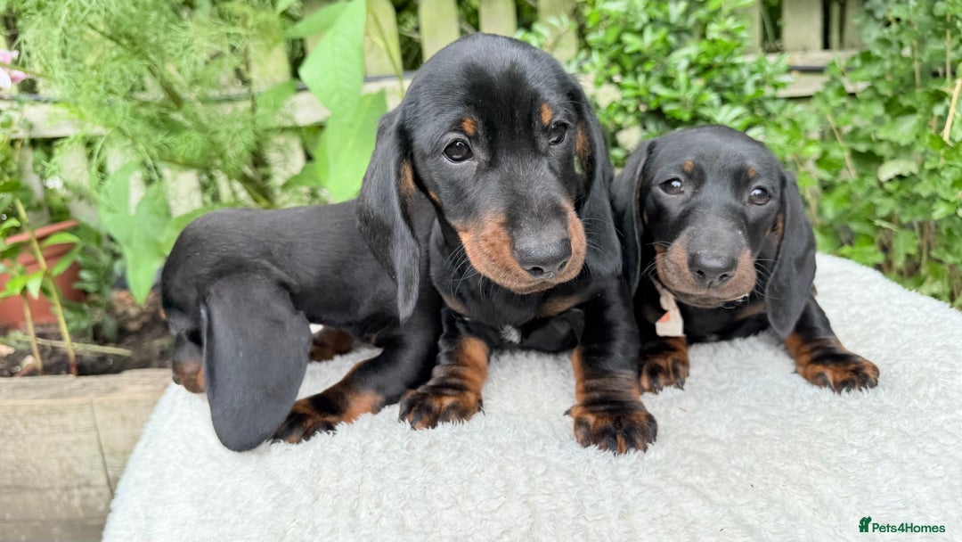 Miniature Dachshund dogs for sale: Miniature Dachshund - Image 6
