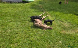 Mixed Breed dogs for sale: Exceptional Weimador pups  - Image 3