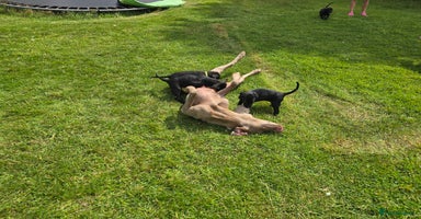 Mixed Breed dogs - Advert 15