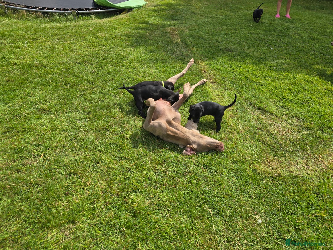 Mixed Breed dogs for sale: Exceptional Weimador pups  - Image 3