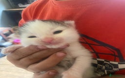 Mixed Breed cats for sale: READY NOW….Mainecoon cross Kittens (2 litters)  - Image 3
