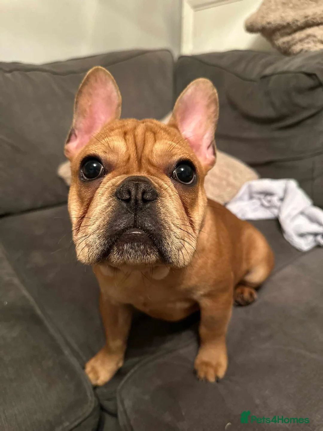 Mixed Breed dogs for sale: Audrey 5 month old dachshund cross - Advert 4