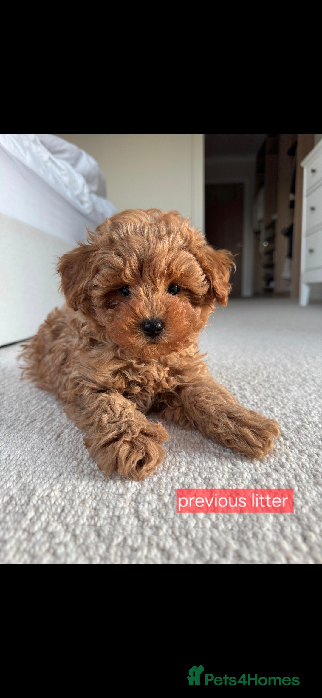Maltipoo dogs for sale: Beautiful Toy Maltipoo Puppies   - Advert 18
