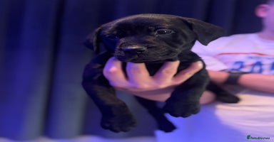 Mixed Breed dogs - Advert 3