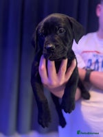 Mixed Breed dogs - Advert 6