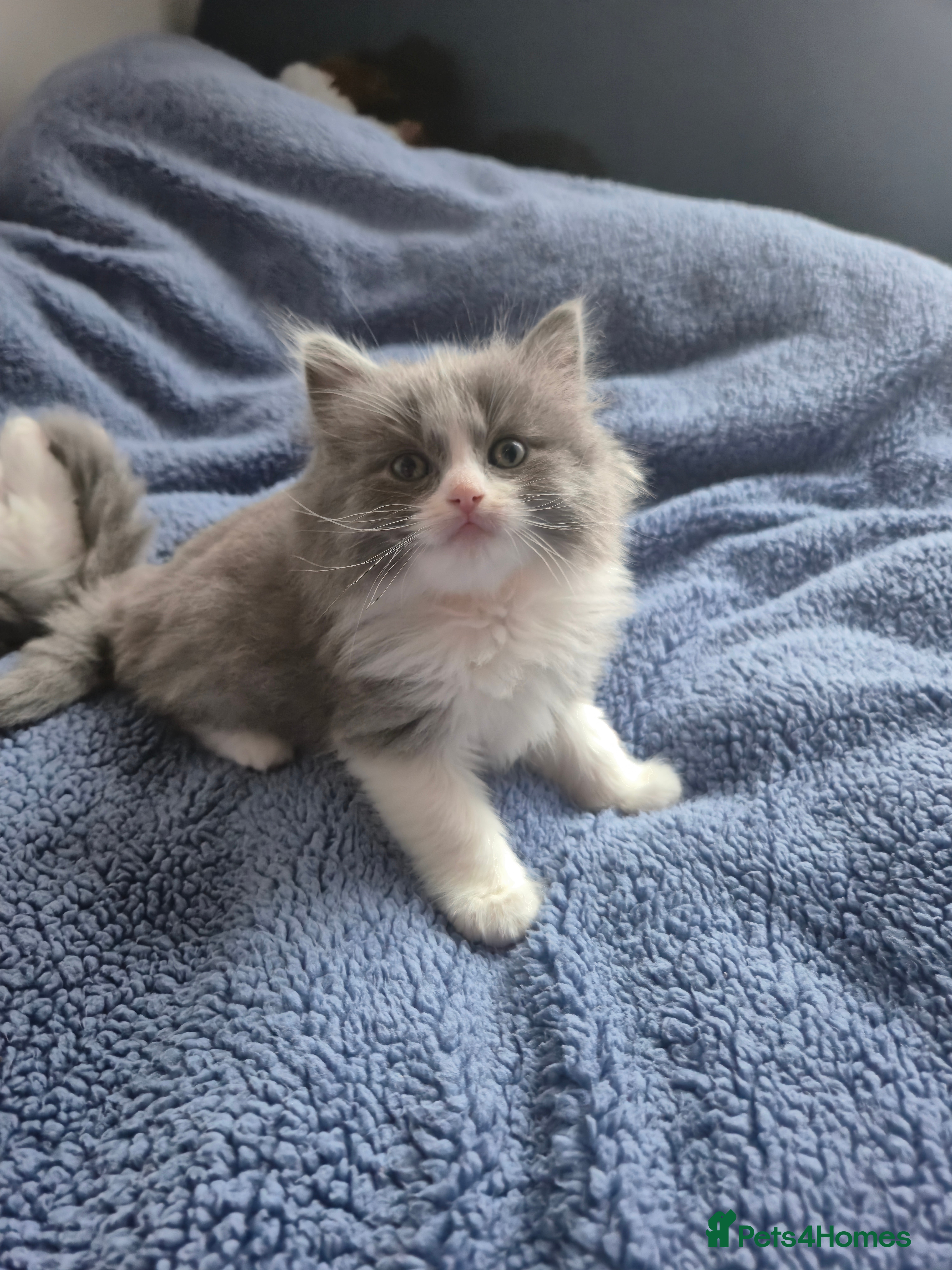 Mixed Breed cats Ragdoll x - Advert 3