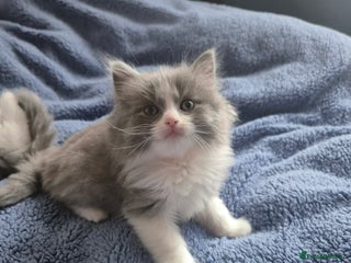 Mixed Breed cats Ragdoll x - Advert 13