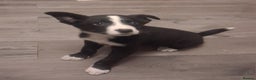 Border Collie dogs for sale: Border collie puppy ready now - Advert 1