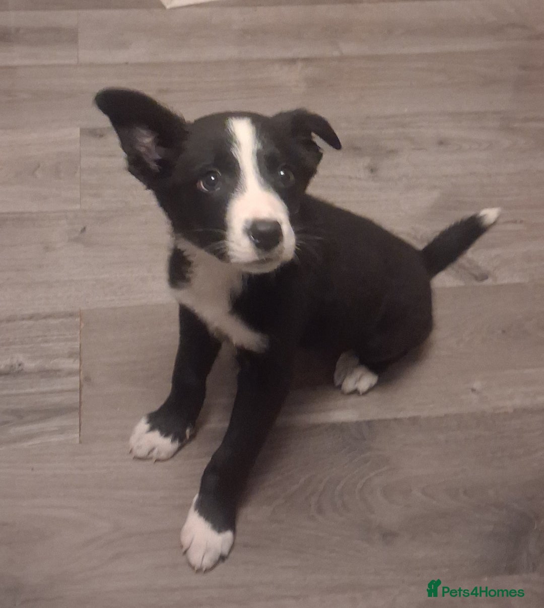 Border Collie dogs for sale: Border collie puppy ready now - Advert 1