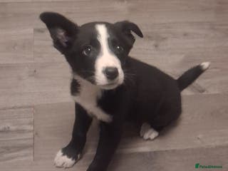Border Collie dogs Border collie puppy ready now - Advert 3