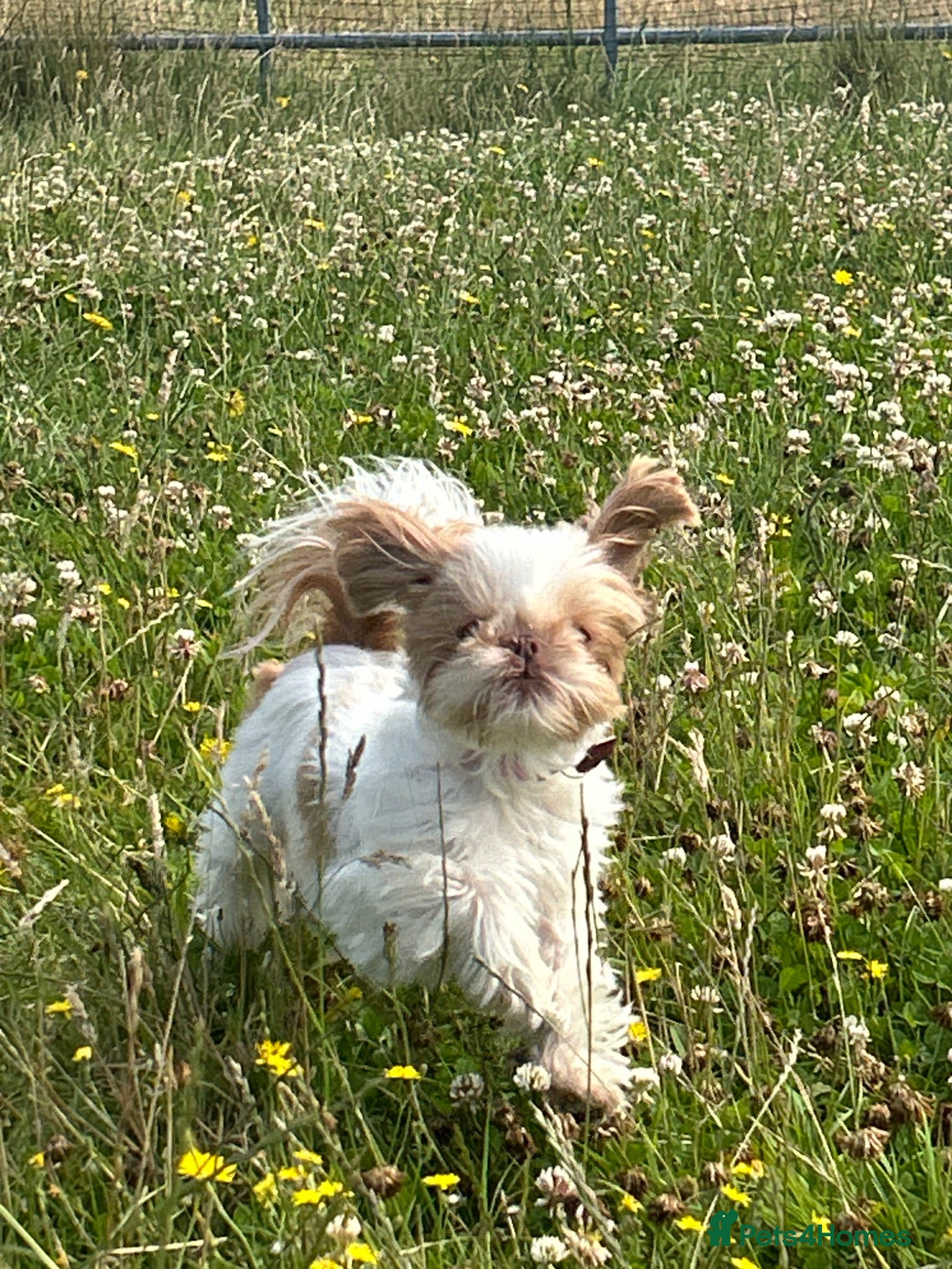 Shih Tzu dogs 1 little boy left!!  - Advert 4