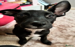 Mixed Breed dogs for sale: 3 puppies for sale - Image 5