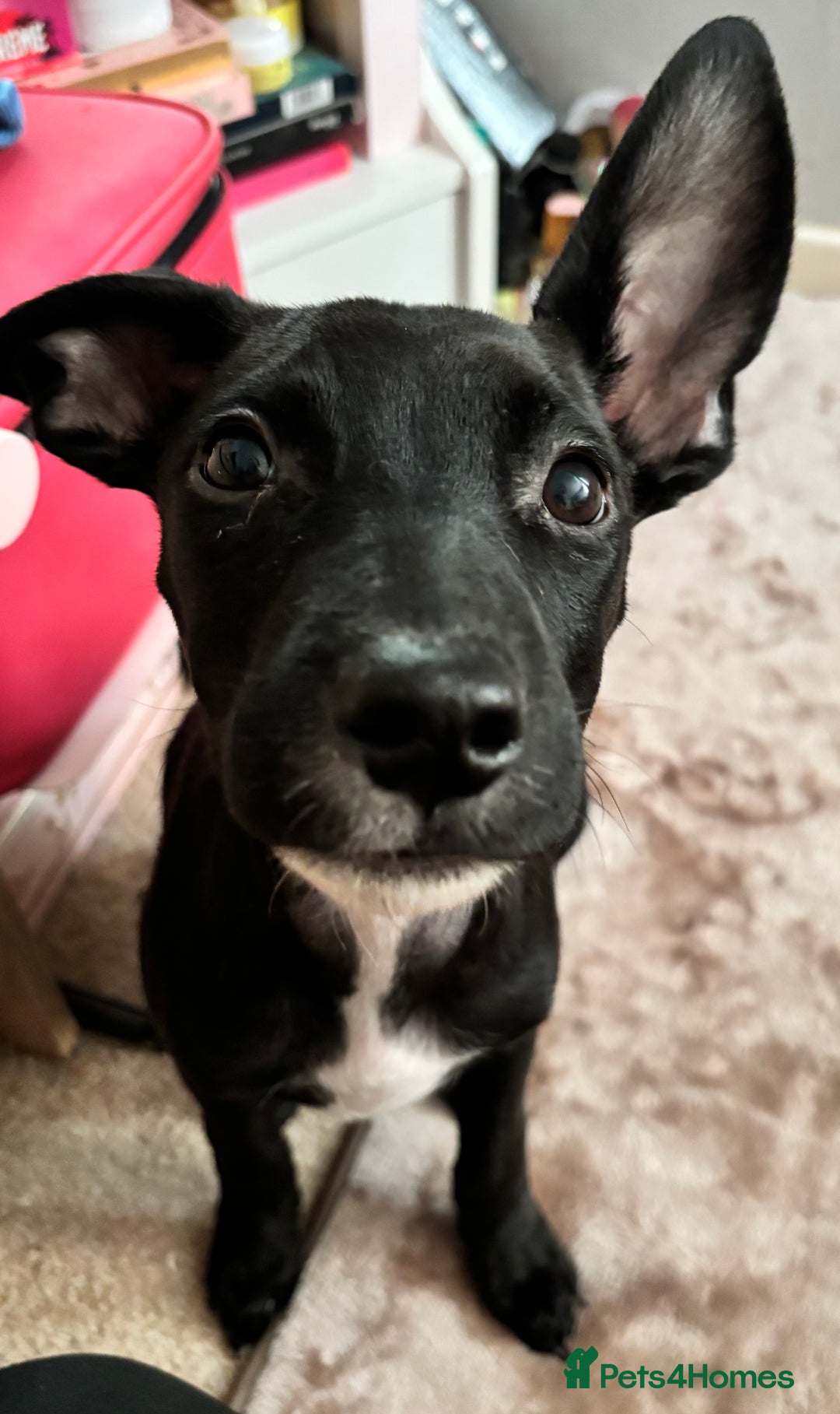 Mixed Breed dogs for sale: 3 puppies for sale - Image 5