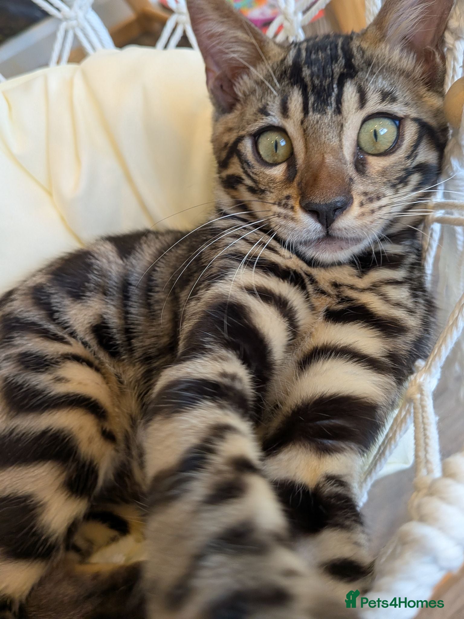 Bengal cats Last Charcoal Bengal boy kitten ready to leave  - Advert 1