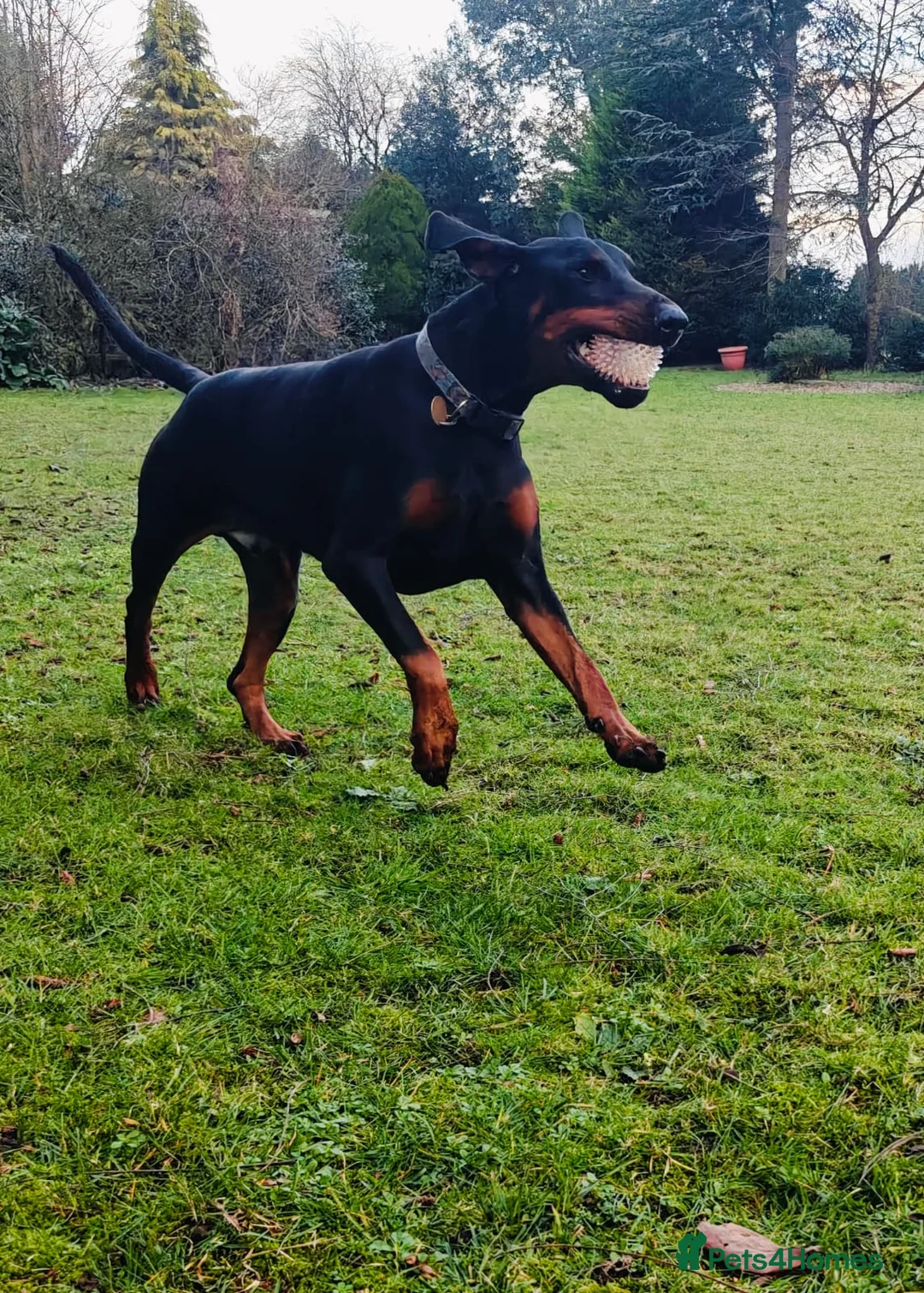 Dobermann dogs for sale: A Stunning strong KC Reg Black & Tan Doberman - Advert 15