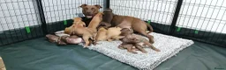 American Bull Staffy dogs for sale: American bull - Advert 40
