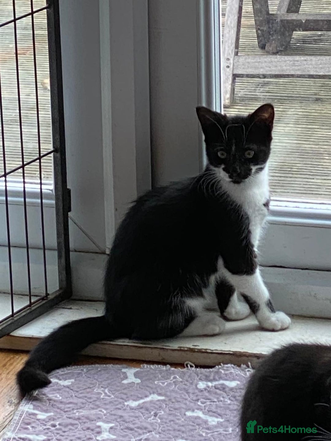 Mixed Breed cats for sale: 2 boys 1 girl left (free) - Image 27