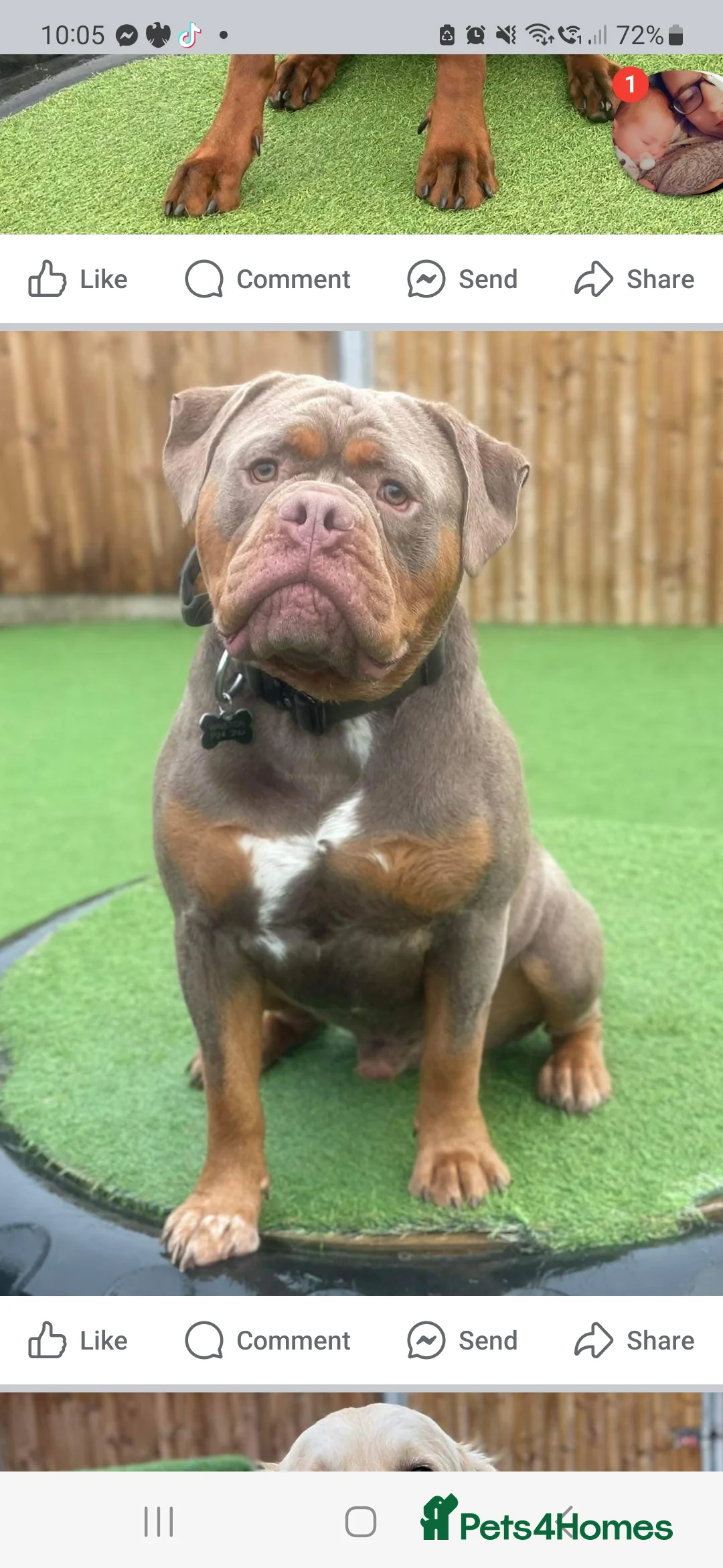 Olde English Bulldogge dogs for stud: Olde English Bulldogge for Stud - Winston in Thetford - Advert 21