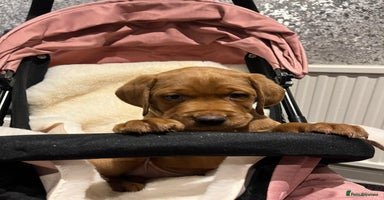 Labrador Retriever dogs - Advert 7