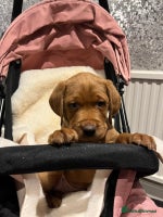 Labrador Retriever dogs - Advert 7