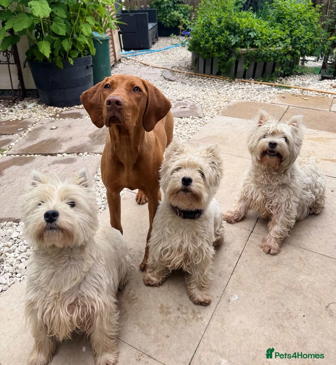 West Highland Terrier dogs for sale: Westie litter ready October - Advert 4