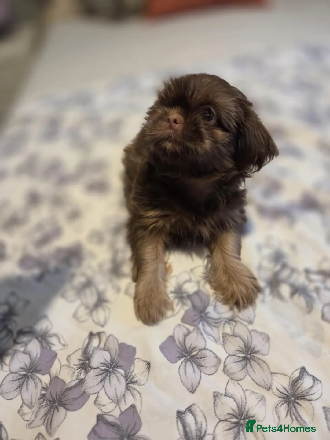 Shih Tzu dogs for sale: Imperial shih tzu  - Advert 7