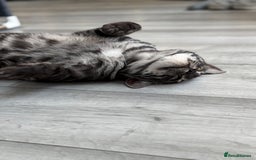 Bengal cats for sale: TICA Registered Silver Bengal Pair - Image 12