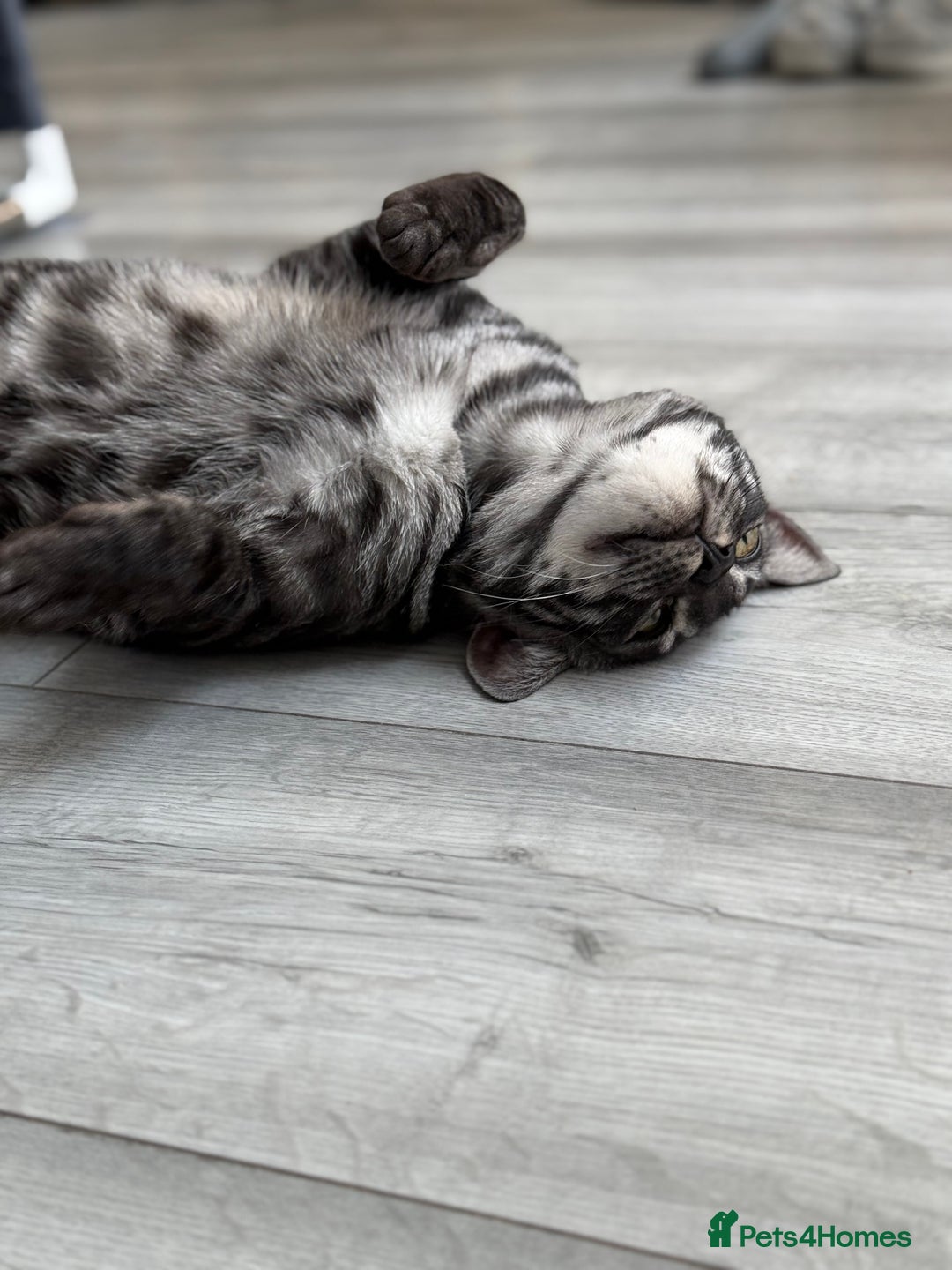 Bengal cats for sale: TICA Registered Silver Bengal Pair - Image 12