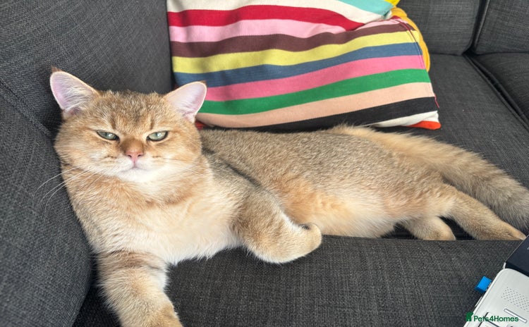 British Shorthair cats - Advert 15