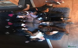 Olde English Bulldogge dogs for sale: Olde english bulldogge puppies  - Advert 3