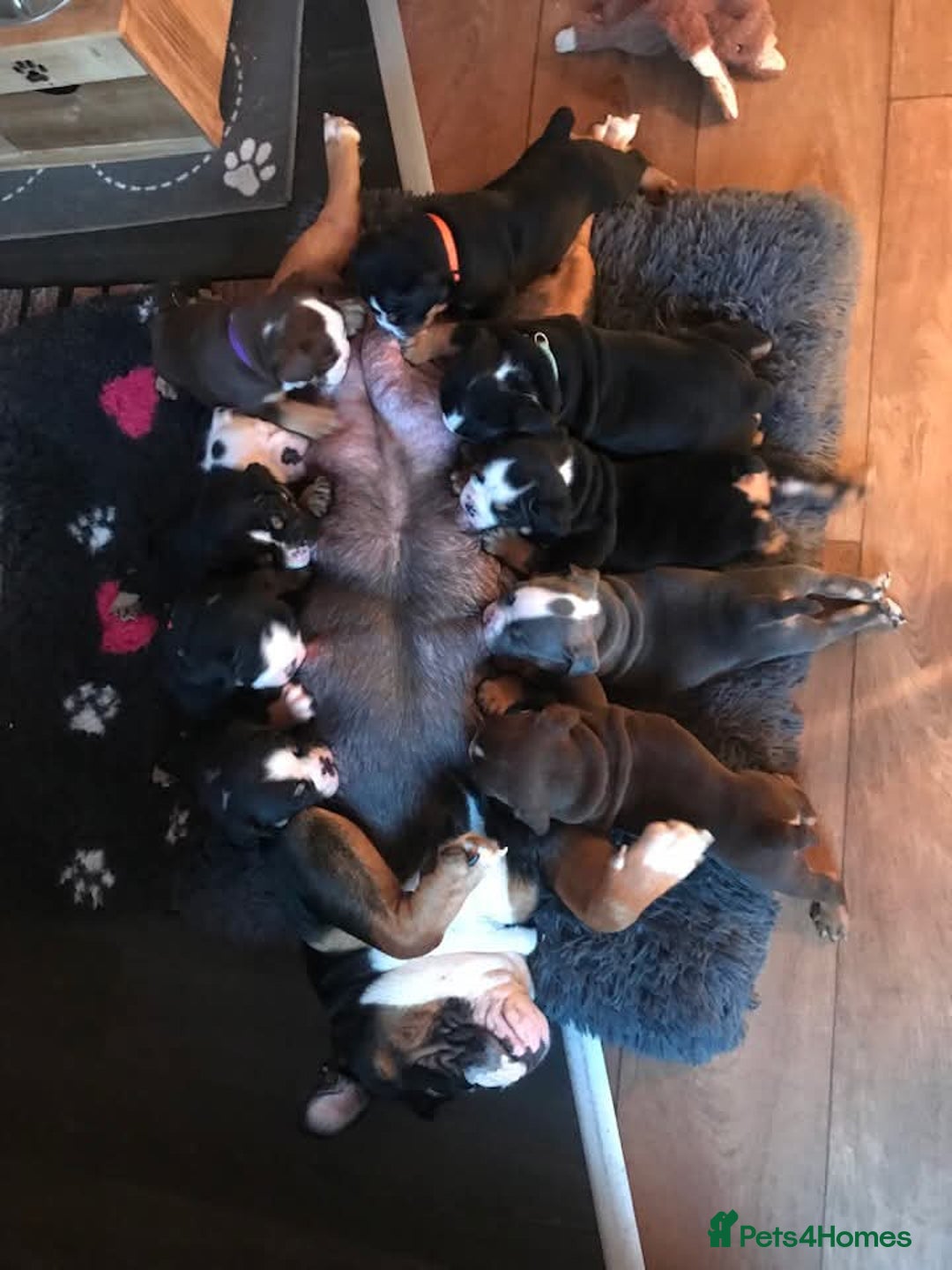 Olde English Bulldogge dogs for sale: Olde english bulldogge puppies  - Advert 3