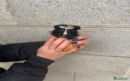 Guinea Pig rodents for sale: Lovely boy looking for his new home! - Image 1