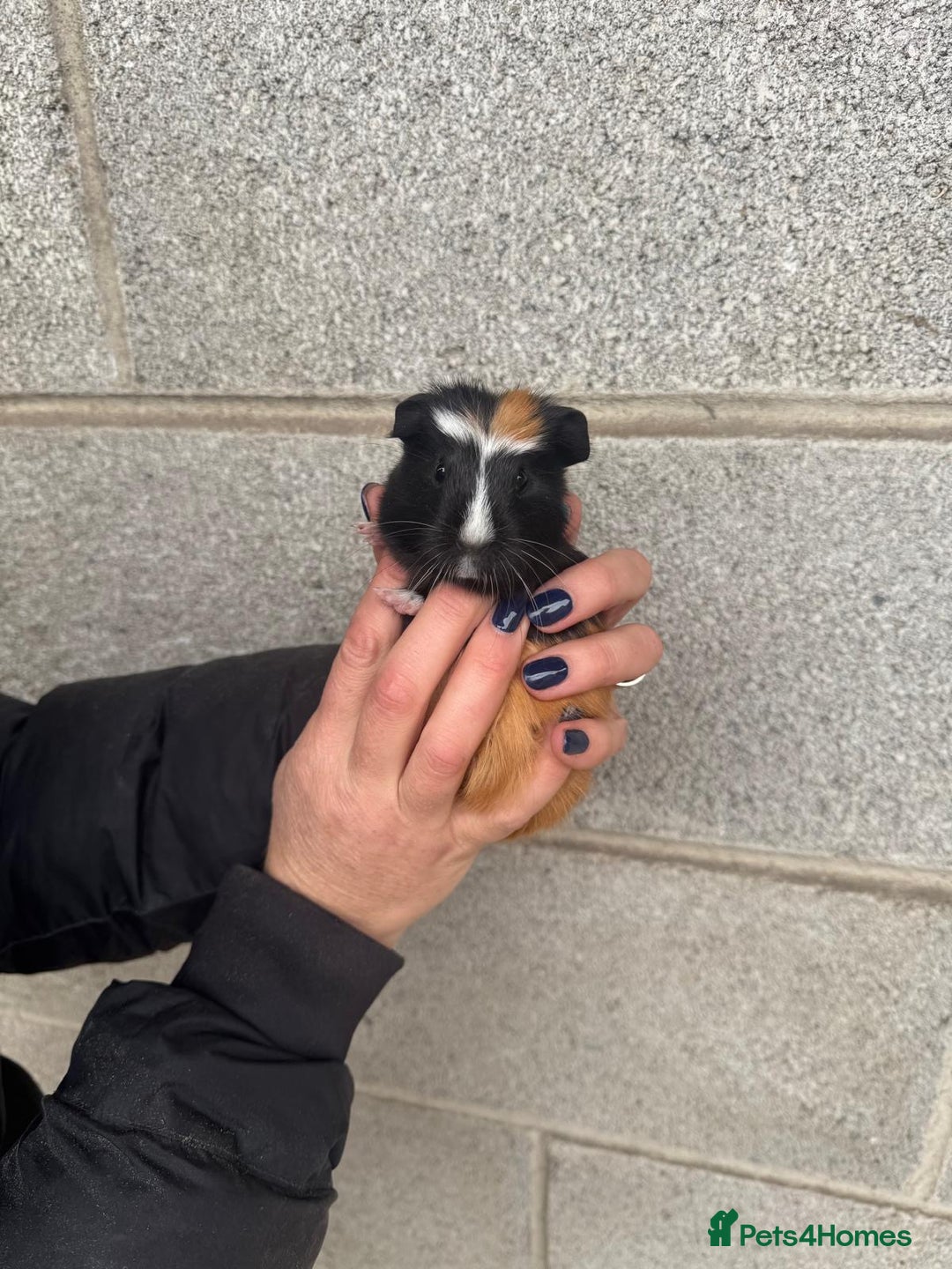 Guinea Pig rodents for sale: Lovely boy looking for his new home! - Image 1