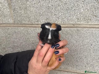Guinea Pig rodents - Advert 10