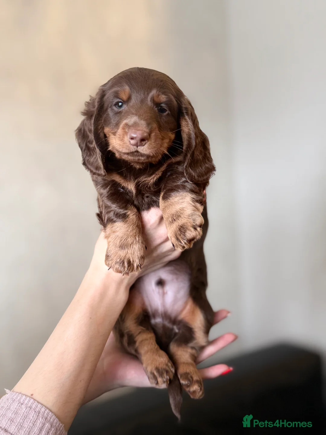 Miniature Dachshund dogs for sale: Mini long hair dachshunds  - Advert 5