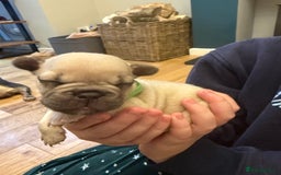French Bulldog dogs for sale: Beautiful Pups – Looking for Their Forever Homes - Advert 16