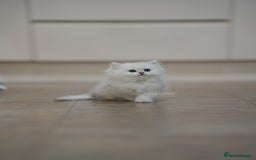 British Shorthair cats for sale: GCCF reg, BSH & BLH kittens in Coventry - Image 8