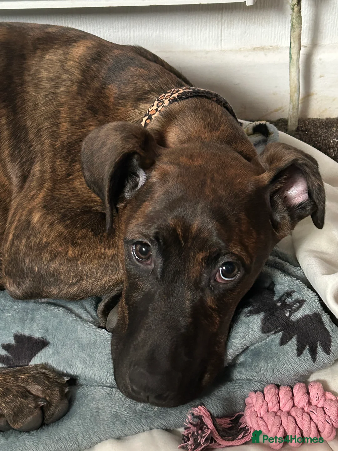 Mixed Breed dogs for sale: Doberman x Cane Corso 4 months puppy - Advert 2