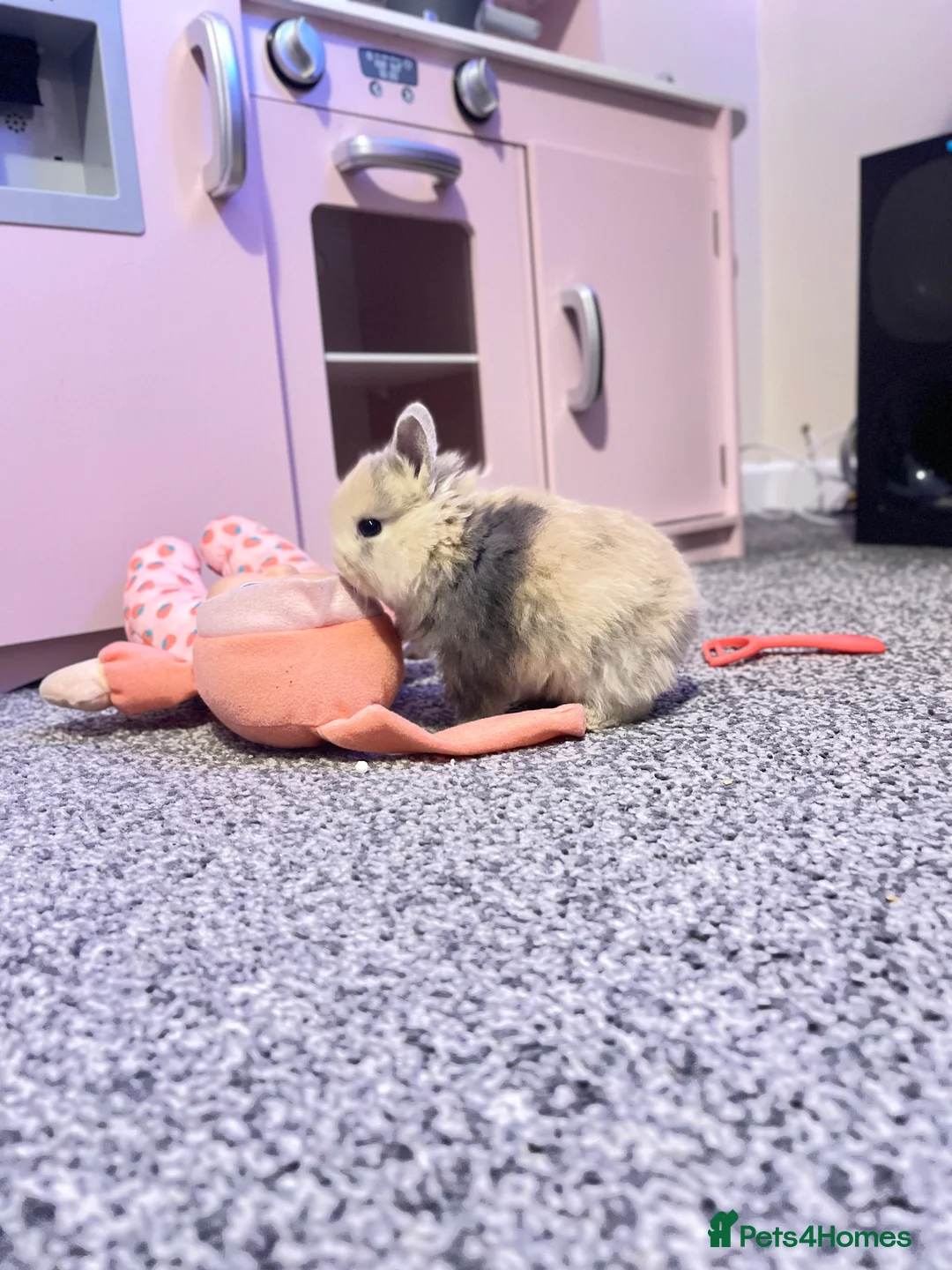 Netherland Dwarf rabbits for sale: netherland dwarf - Advert 1