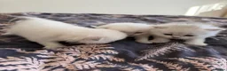 Scottish Fold cats for sale: Scottish Fold & Straight Kittens – Blue Eyes - Advert 10
