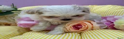 Maltese dogs for sale: Maltipoos ready now  - Advert 9