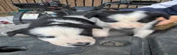 Border Collie dogs for sale: cute border collie pups - Advert 14