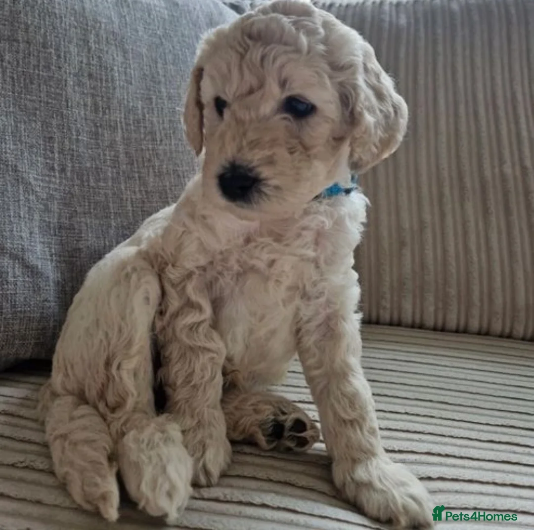 Labradoodle dogs for stud: Australian Labradoodle Stud (Health Tested) in Great Yarmouth - Advert 24