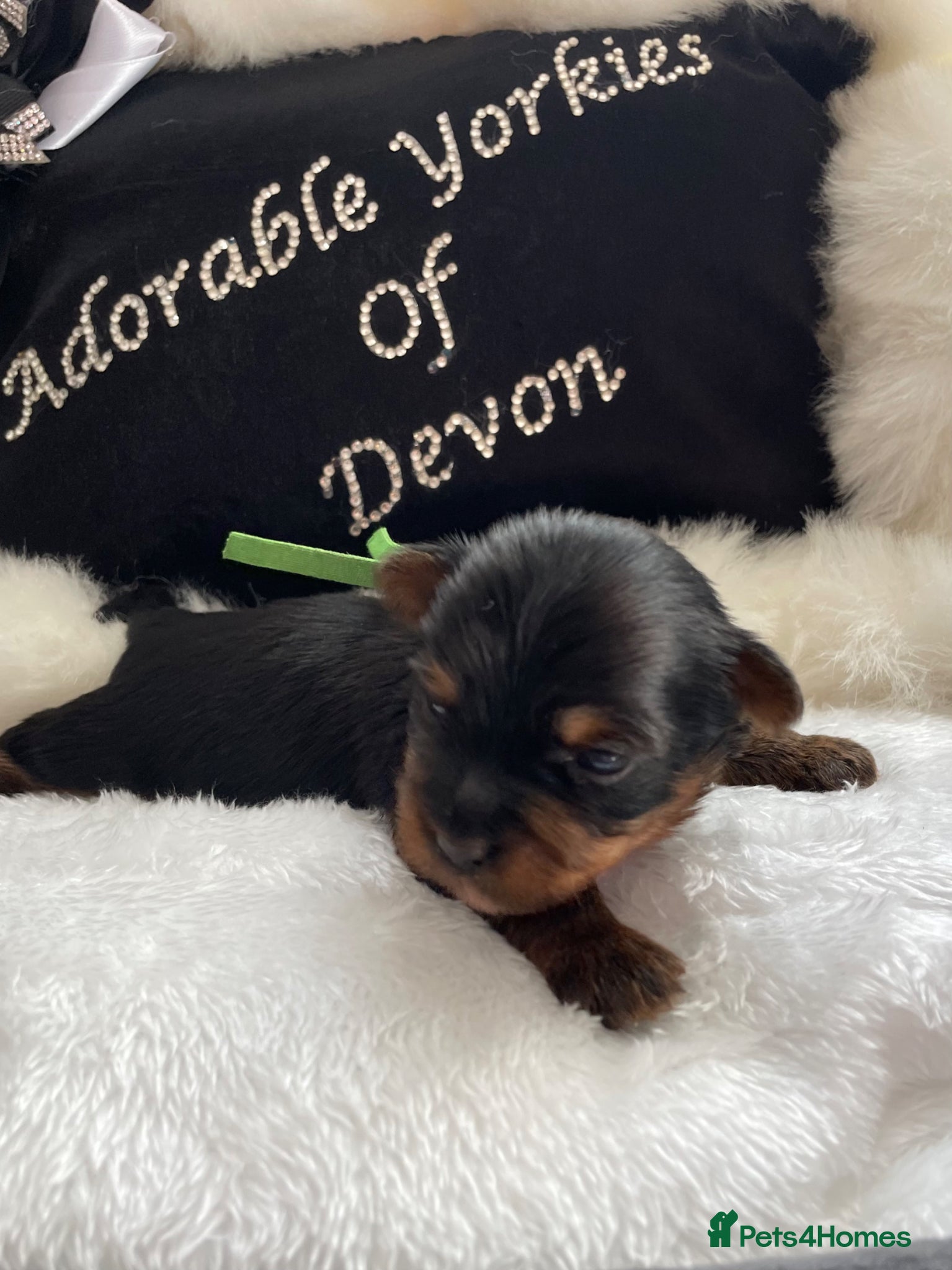 Yorkshire Terrier dogs Adorarable Yorkie Boys 5🌟Licenced Breeder - Advert 2