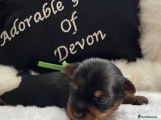 Yorkshire Terrier dogs Adorarable Yorkie Boys 5🌟Licenced Breeder - Advert 2