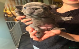 French Bulldog dogs for sale: 4 lovely French Bulldog puppies for sale . - Image 19
