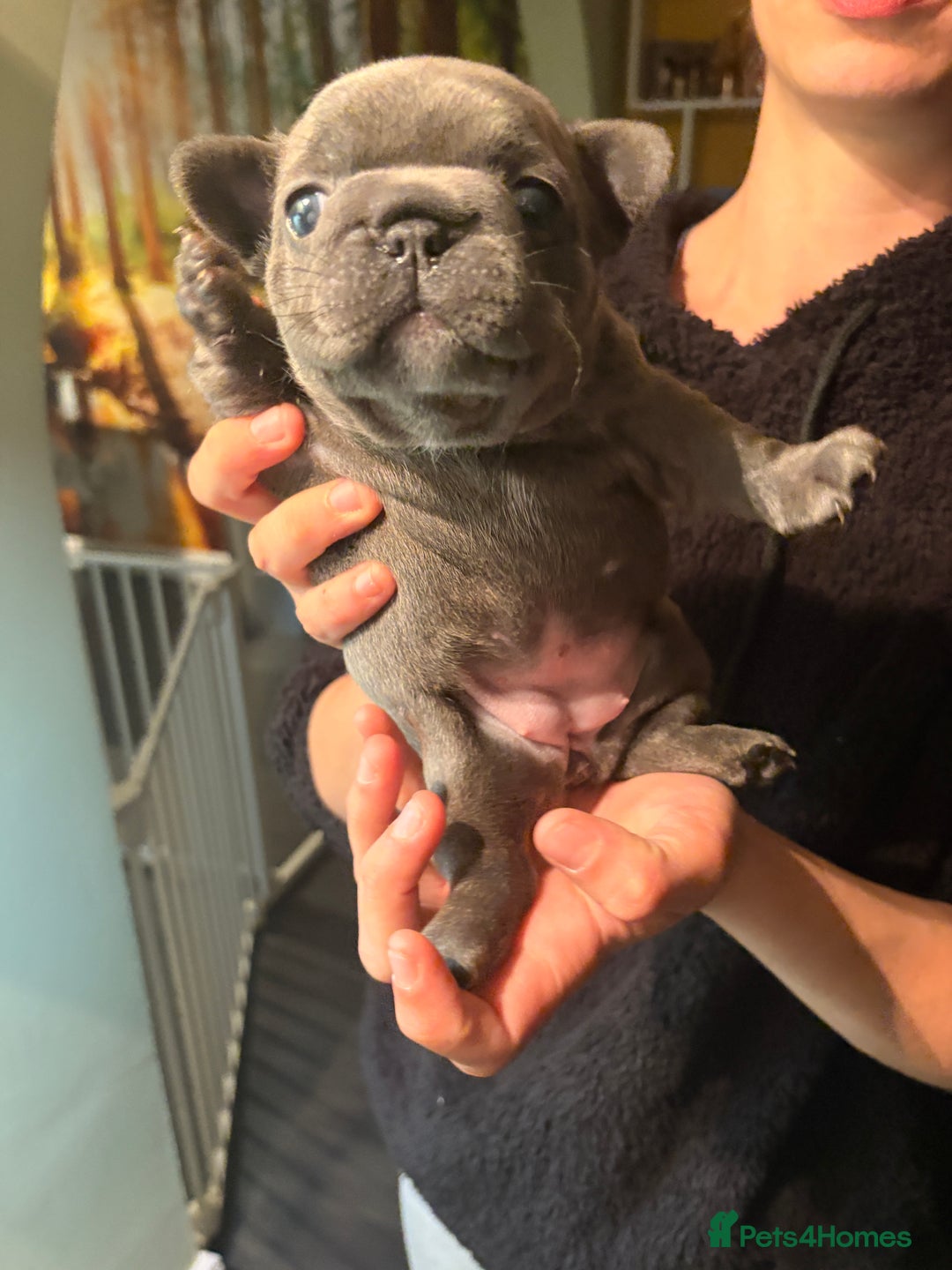 French Bulldog dogs for sale: 4 lovely French Bulldog puppies for sale . - Image 19